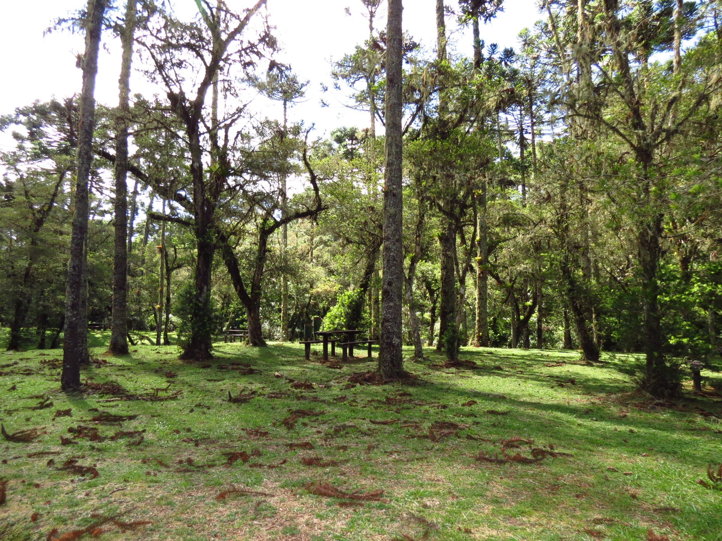 Bosque de pinheiros e araucárias no Horto Florestal de Campos do Jordão
