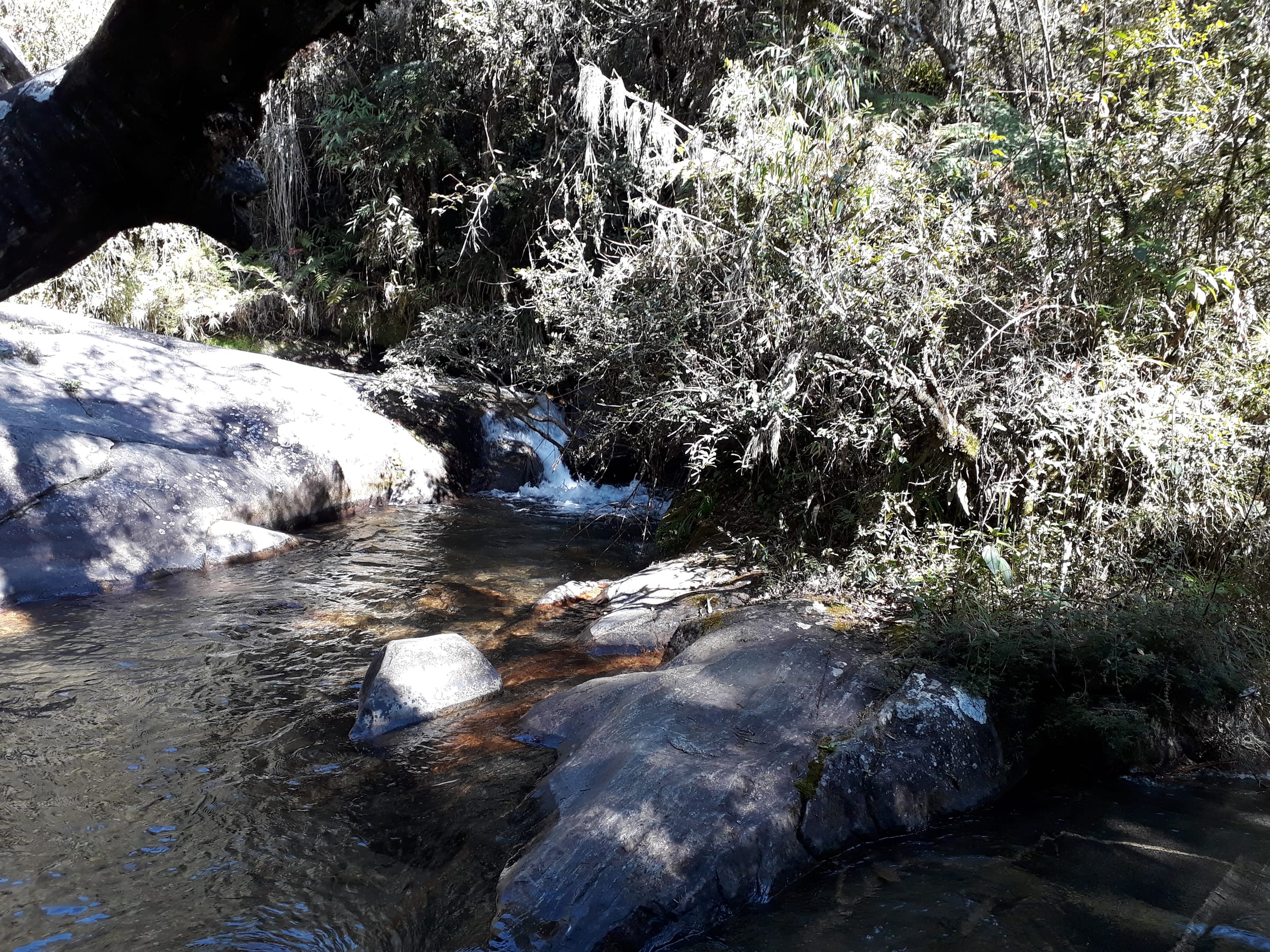 Riacho e mata fechada no Horto Florestal de Campos do Jordão
